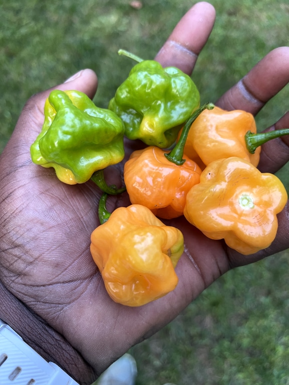 Image of peppers in hand